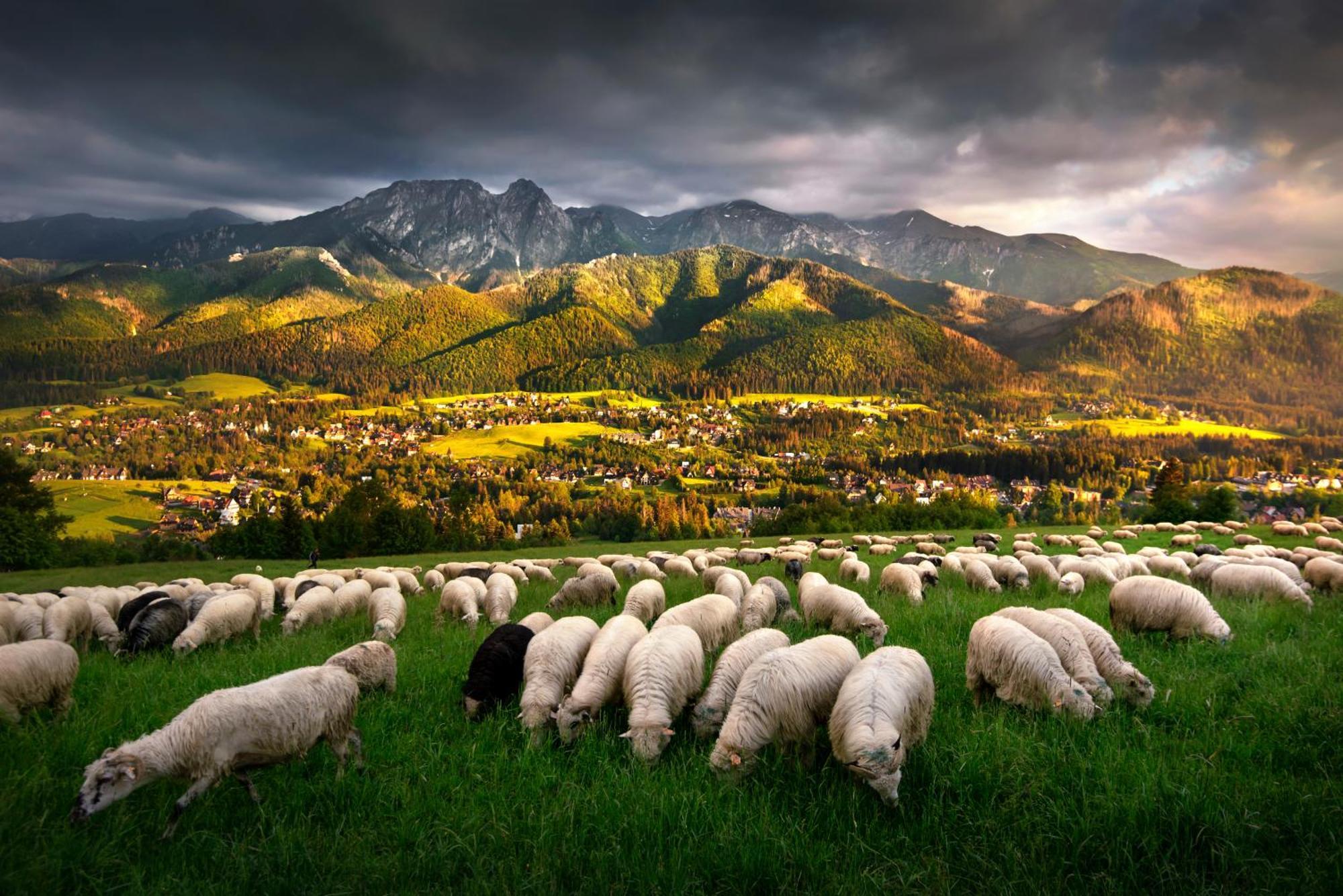 Gorska Osada Beautiful Chalets ซาโกปาเน ภายนอก รูปภาพ